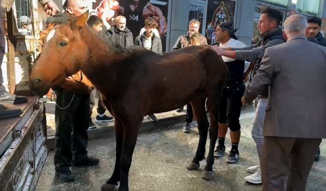 Kars'ta bitkin düşen at vatandaşların yardımıyla kurtarıldı