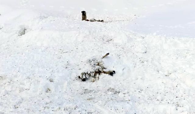 Malatya Darende'de Kar Yağışı ve Tipi Sebebiyle 65 Küçükbaş Hayvan Telef Oldu