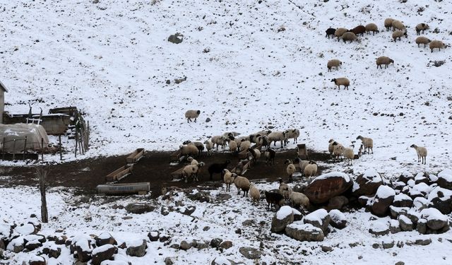 Muş'ta kar yağışı besicileri zor durumda bıraktı: Yüksek rakımlı mezradan köye dönüş