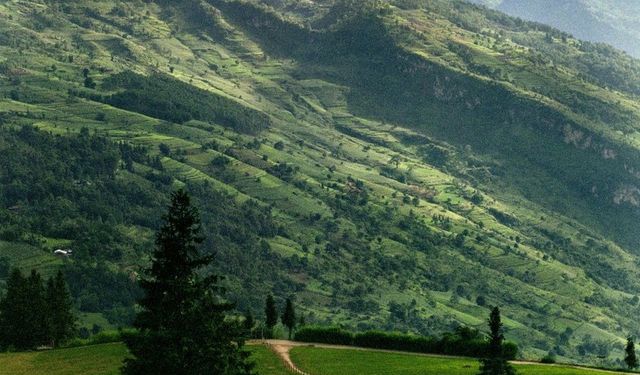 Sosyal Medyada Yayılan Yanlış Bilgiler: Doğal Bitkilerin Yan Etkileri ve Doğru Kullanım