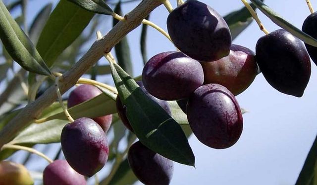 Rüyada zeytin görmek: Rüyada zeytin görmenin anlamı