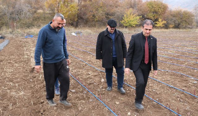 Erzincan’da Böğürtlen Yetiştiriciliği Artıyor: Yeni Yatırımlar ve İstihdam Fırsatları