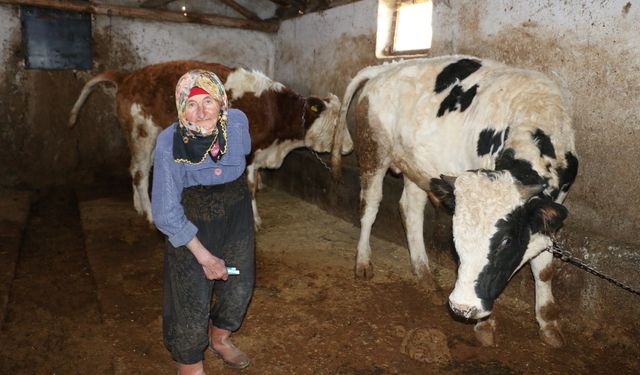 79 Yaşındaki Dilber Teyze’nin Hayvancılıkla Verdiği İnanılmaz Mücadele