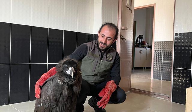 Yaralı bulunan kara akbaba tedavi altına alındı