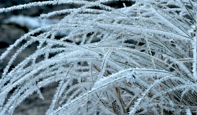 Erzurum, Ardahan ve Kars'ta soğuk hava