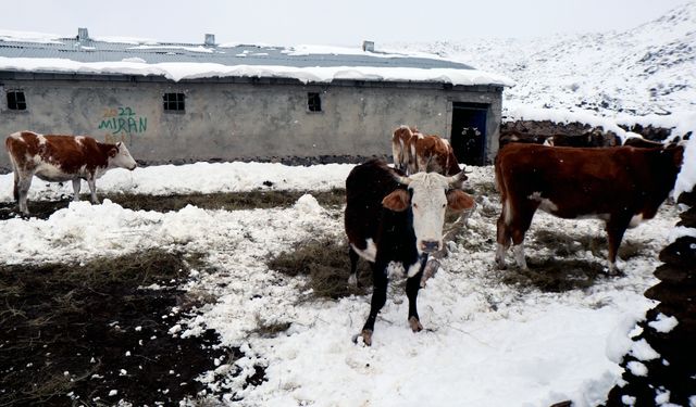 Iğdır'ın dağ köylerindeki besicilerin zorlu kış mesaisi başladı