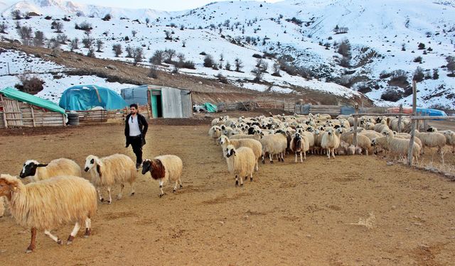 Hayvancılıkta İlaç Krizi: Zamlar Üreticiyi Zor Durumda Bırakıyor