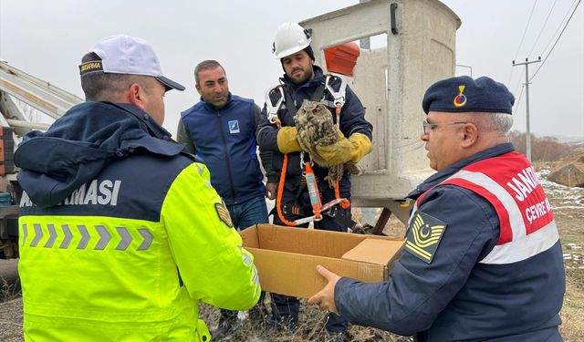 Varto’da Elektrik Tellerine Sıkışan Yaralı Puhu Kurtarıldı