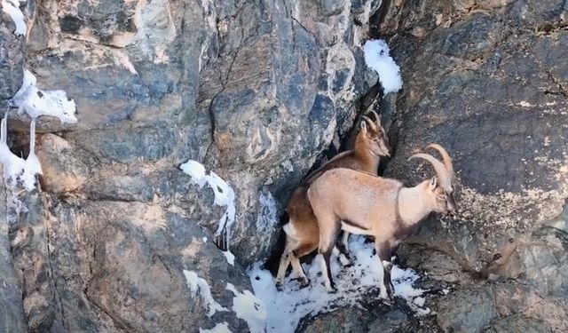 Erzincan’da  yaban keçileri karlı dağlarda görüntülendi