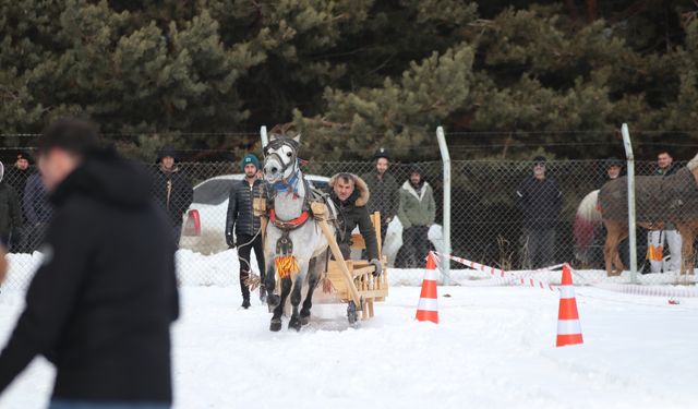 Erzurum, Geleneksel Atlı Kızak Yarışıyla Heyecan Dolu Bir Gün Yaşadı