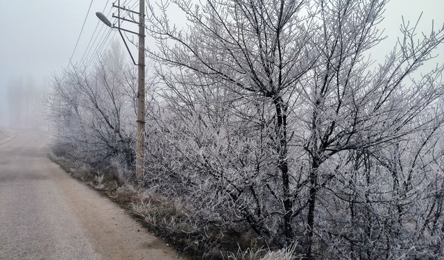 Doğanşehir’de Soğuk Hava Ağaçları Kırağıyla Süsledi