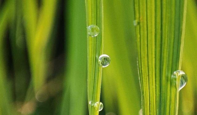 Tarımın Yeni Yıldızı: Maralfalfa ile Hayvancılıkta Devrim