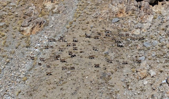 Van ve Hakkari Dağlarında Yaban Keçisi Popülasyonu Artıyor