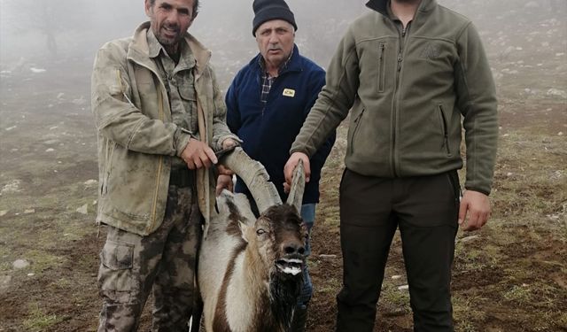 Yaralı Yaban Keçisi, Malatya Ekiplerine Teslim Edildi