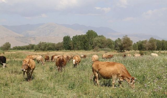 Erzincan’da ıslah alanı açıklandı