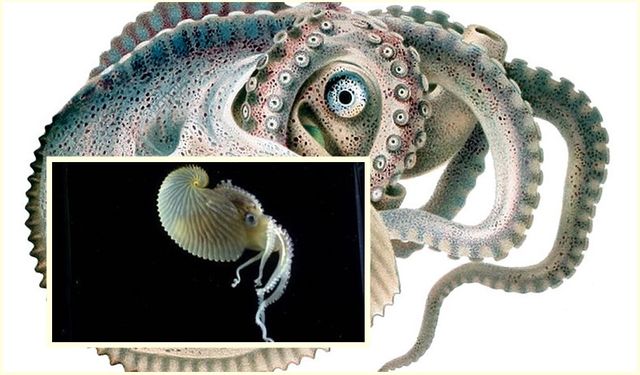 150 Milyon Yıllık Deniz Mucizesi: Argonaut Ahtapotunun Şaşırtıcı Sırrı