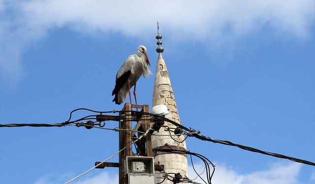 Muş Ovası'na Baharı Müjdeleyen Leylekler Eve Dönüyor