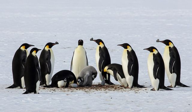 Penguenler Arasında Eş Seçimi: Erkekler Çakıl Taşı ile Aşkını İlan Ediyor