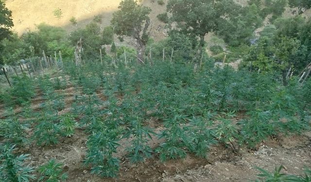 Bingöl Genç’te Dev Uyuşturucu Operasyonu: 15 Bin 300 Kök Hint Keneviri Ele Geçirildi