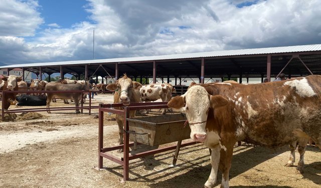Kurban ibadetinde doğru bilinen 10 yanlış açıklandı
