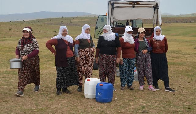 Muş’ta Berivanların Zorlu Mesaisi: Günde İki Kez 15 Kilometrelik Sağım Yolculuğu