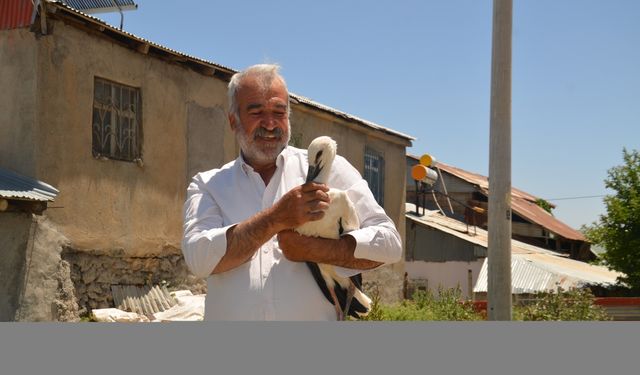 Muş’ta Yuvadan Düşen Leylek Yavrusu Sağlık Ekiplerinin Müdahalesiyle Hayata Döndü