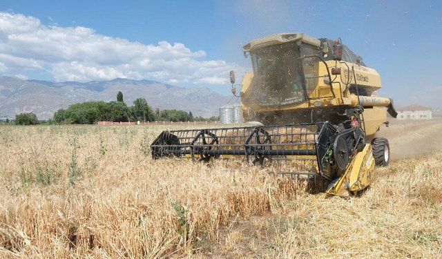 Tercan’da Hububat Hasadı Başladı