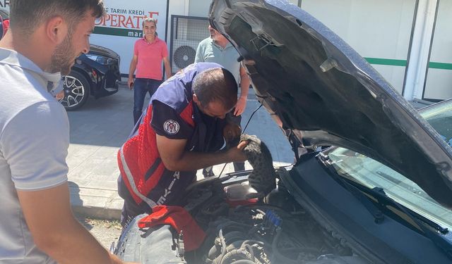 Araçta Sıkışan Kedinin yardımına ekipler yetişti (VİDEO HABER)