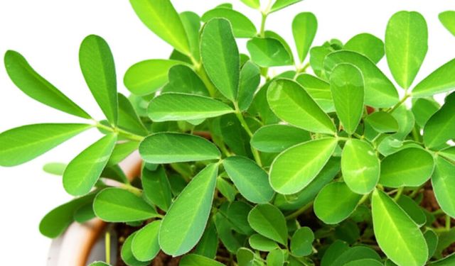 Soframızın Gizli Kahramanı: Çemen Otu