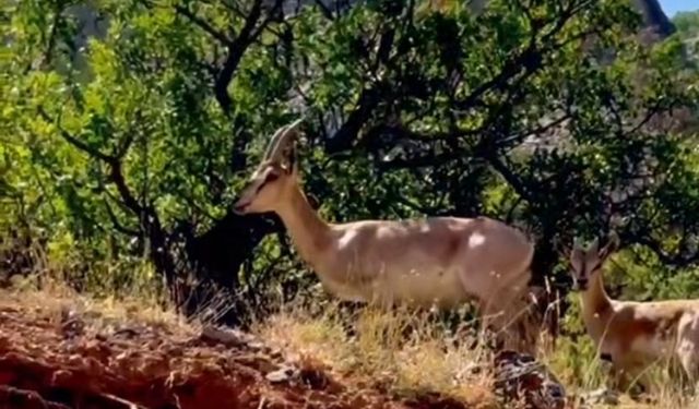 Erzincan’da Yaban Keçisi ve 3 Tüfek Ele Geçirildi, 970 bin 827 TL Ceza Kesildi