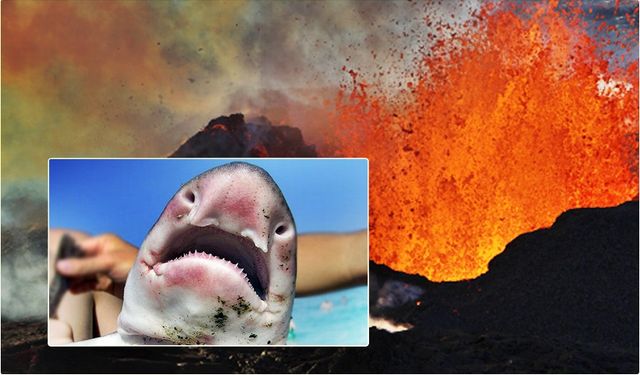 Lavların Arasında Yaşam: Aktif Yanardağda Köpekbalığı Keşfi!