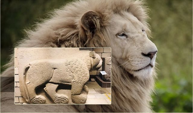 Taş Kaldı Geriye: Anadolu’nun Aslanları Sessiz Çığlıklarla Müze Kapılarında