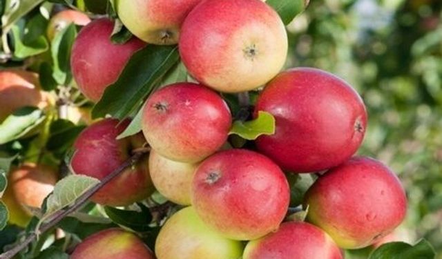 Sakı Elmasının Antioksidan Deposu Olduğu Kanıtlandı