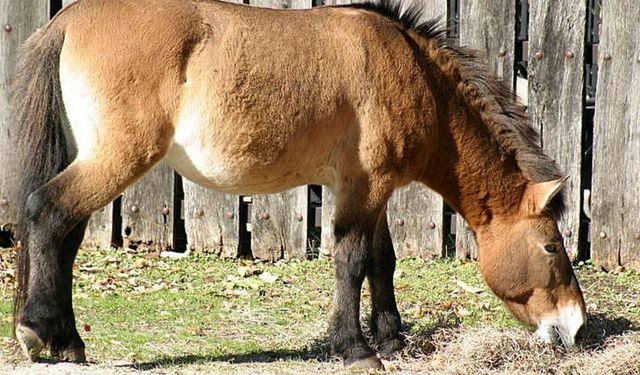 10 Bin Yıl Sonra Büyük Dönüş! Przewalski Atları Geri Döndü