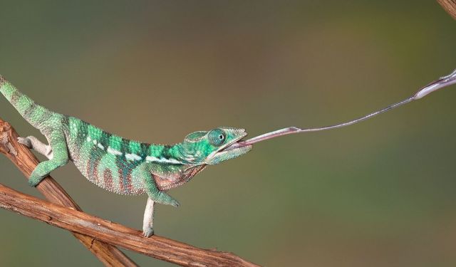 Bukalemunların Gizemli Av Taktikleri ve Göz Kamaştıran Yeteneği!