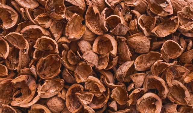 Ceviz Kabuğunun Faydaları: Ciltten Saça, Bağışıklıktan Sindirime