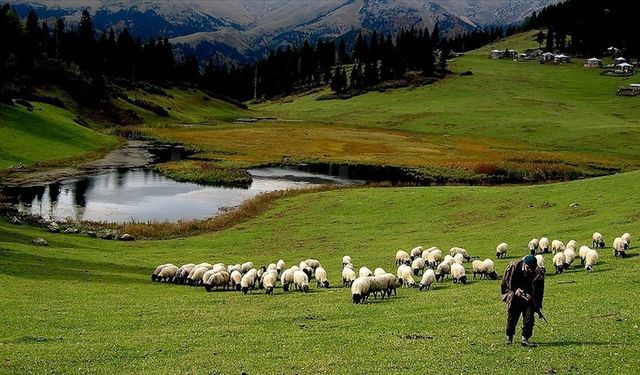 Kırsalda Bereket Projesi: Küçükbaş Üreticilerine Büyük Destek