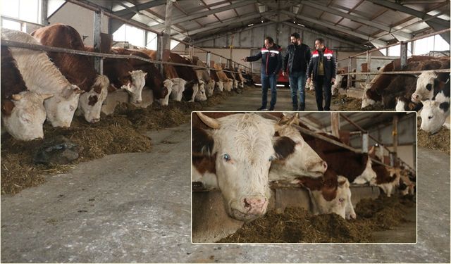 Erzincan’da Hayvancılık Yatırımlarına Büyük İlgi