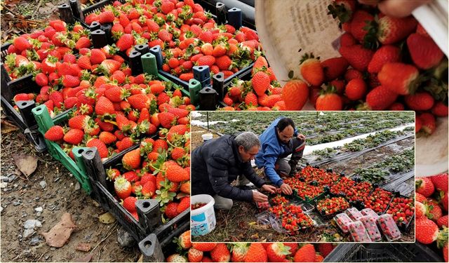 Erzincan'da Karla Kaplı Dağların Gölgesinde Çilek Hasadı!