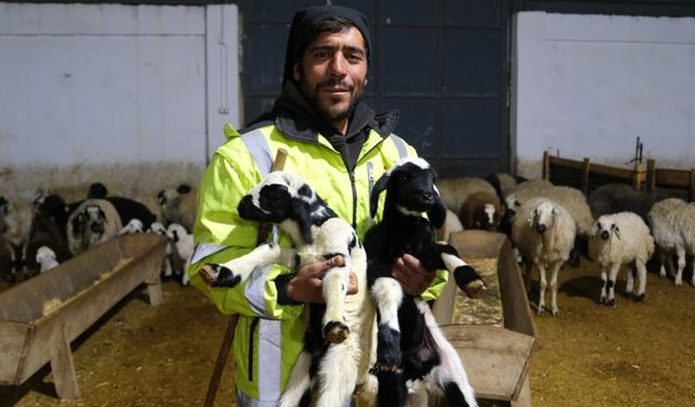 Erzincan’da Yılın İlk Kuzuları Doğdu: Üreticilerin Umudu Tazelendi (VİDEO)