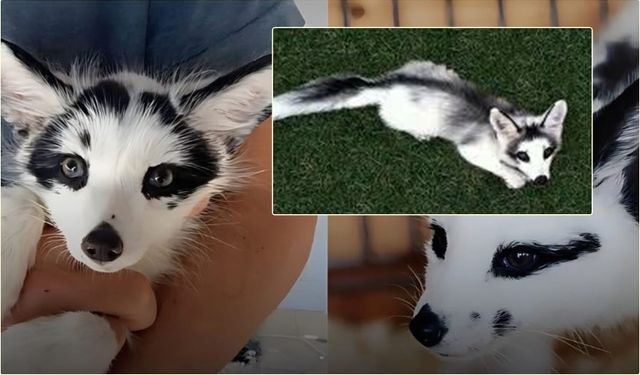 Kanada Mermer Tilkisi: Beyaz, Siyah ve Gri Tonların Büyüleyici Dansı