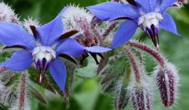 Mavi Çiçekten Şifa: Hodan Otunun Sırları