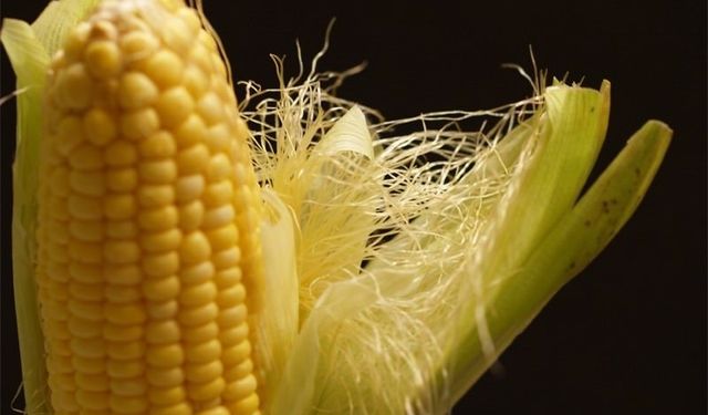 Erzincan’dan Sağlığa Doğal Dokunuş: Mısır Püskülü Çayı