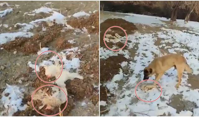 Ölü Hayvan ve Gübre Sorunu Mahalleyi Ayağa Kaldırdı (VİDEO)