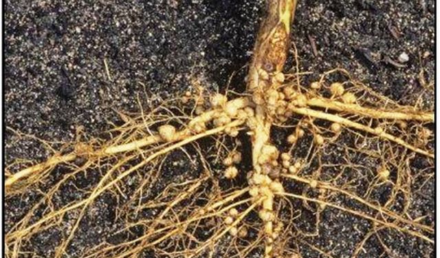 Rizobakteriler Tarımın Geleceğini Nasıl Şekillendiriyor?