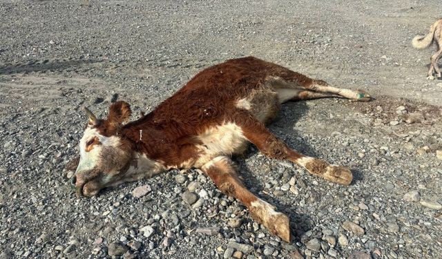 Başpınar Köyü’nde Skandal: Şaplı Hayvanlar Meraya Gizlice Atılıyor! (VİDEO)