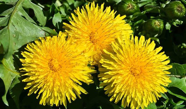 Karahindiba: Şaşırtan Faydalarıyla Sağlığın Doğal Destekçisi