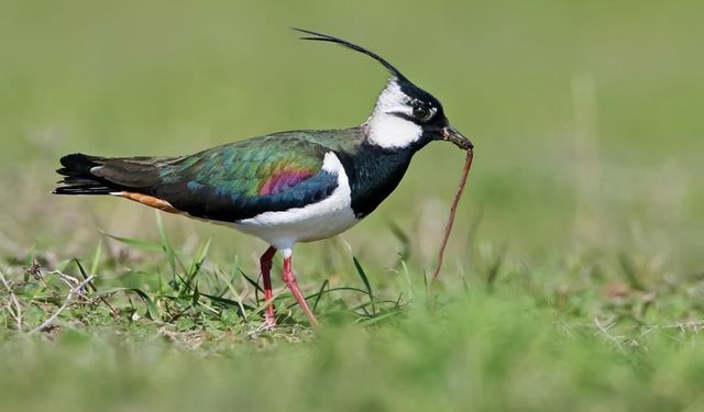 Türkiye’nin Her Bölgesinde Görülen Bayağı Kız Kuşları