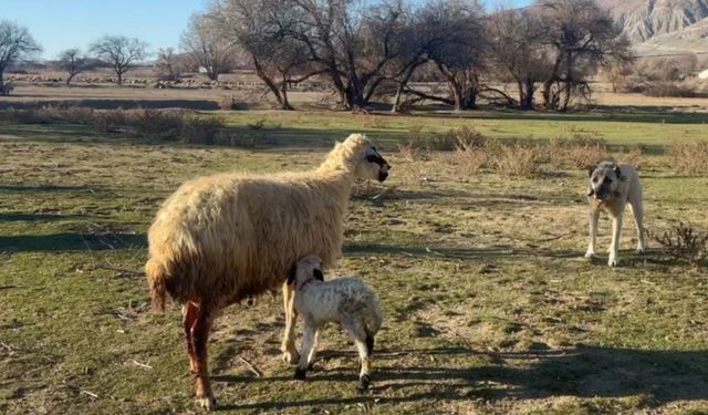 Anne Koyunun Kuzusunu Korumak İçin Köpekle Mücadelesi! (VİDEO)