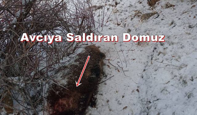 Trabzonlu Avcının Saldırıya Uğradığı Yer İle Saldıran Domuz Görüntülendi! (VİDEO)